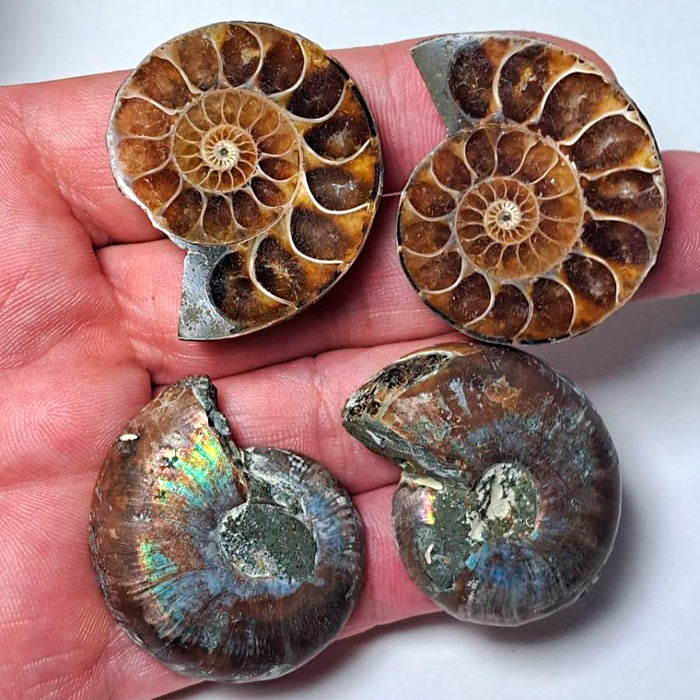 Что такое аммонит?