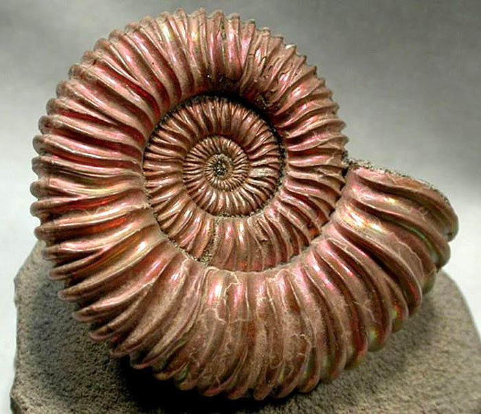 Что такое аммонит?