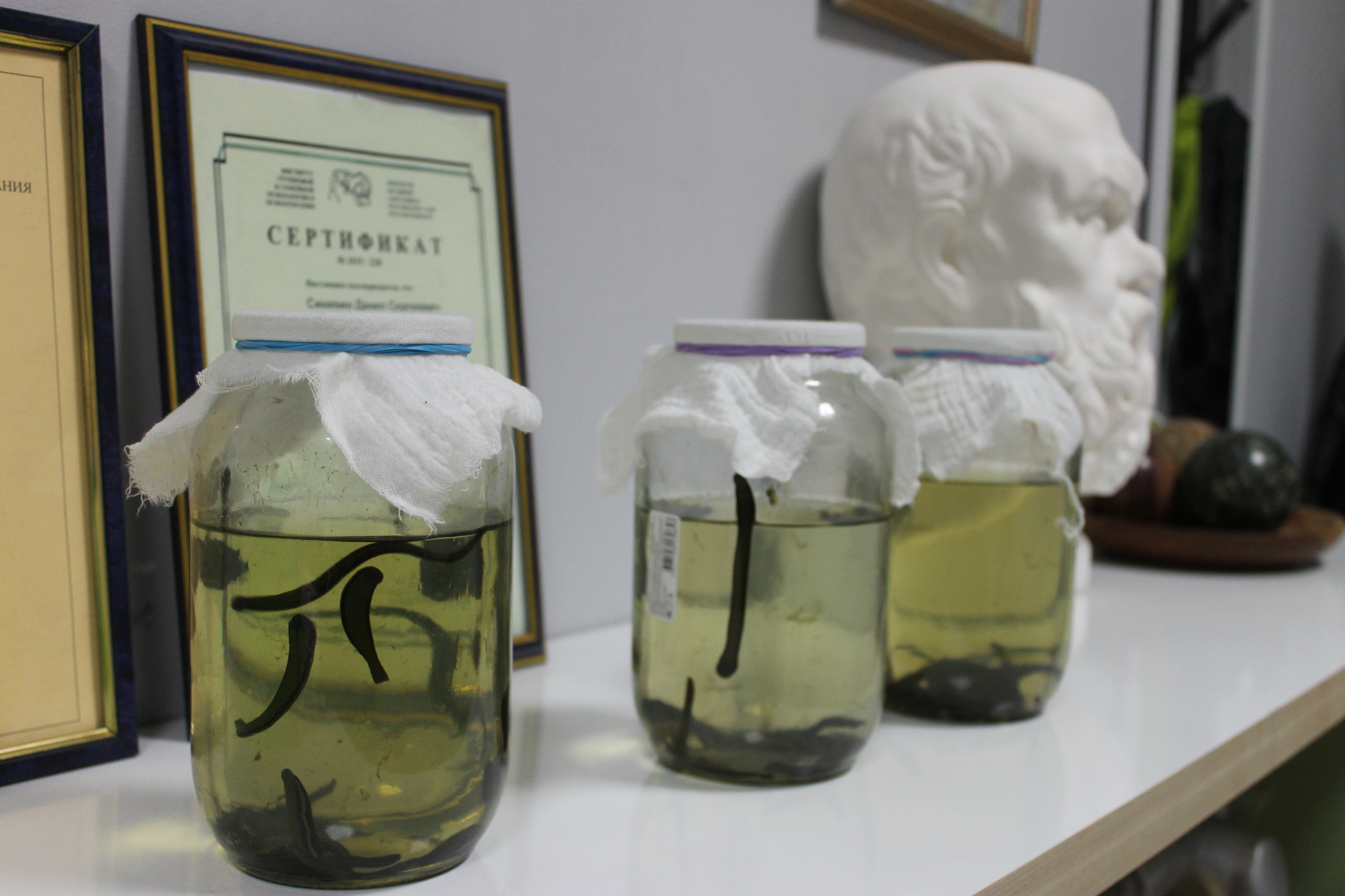 банки с пиявками