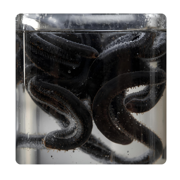 медицинские пиявки