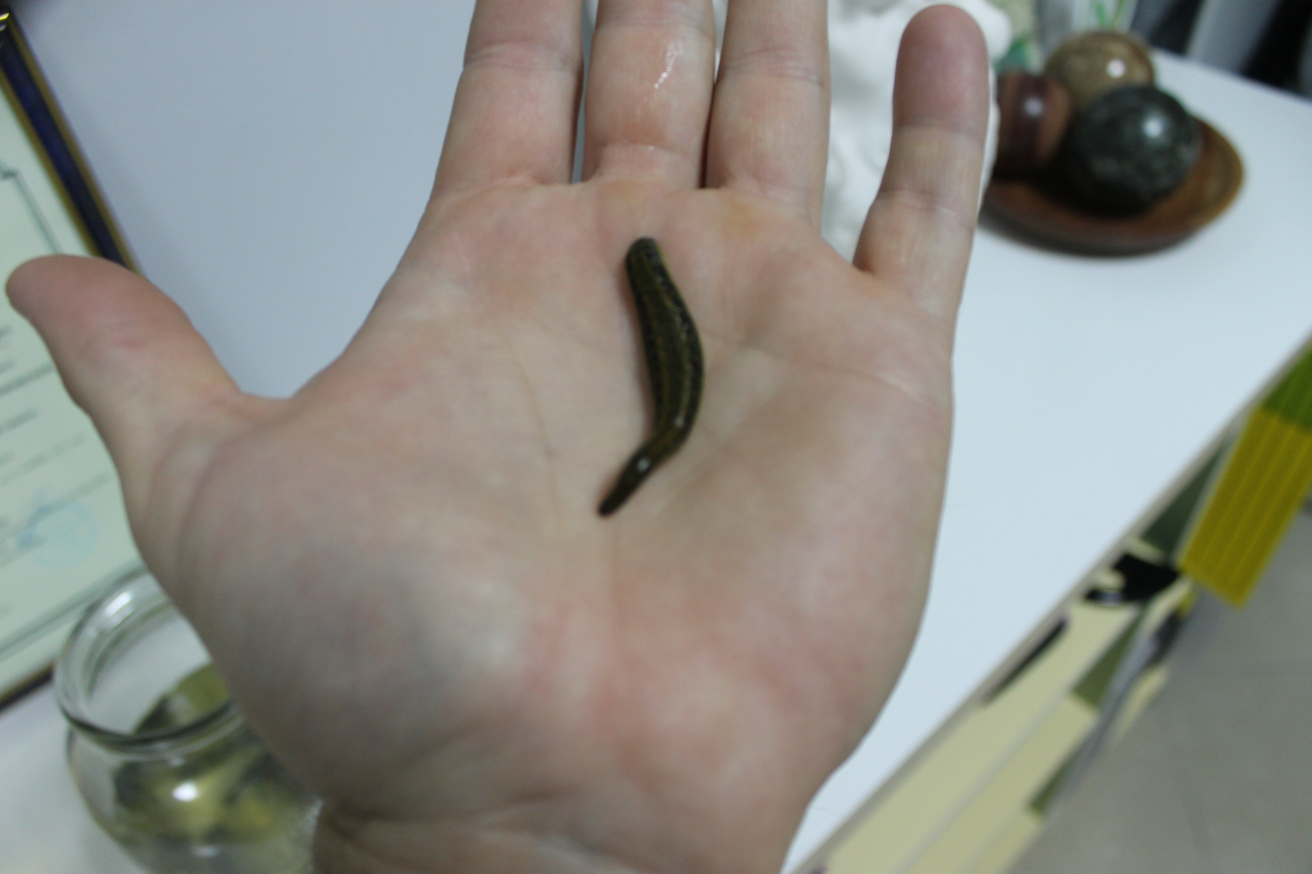 медицинская пиявка на ладони