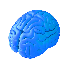 brain