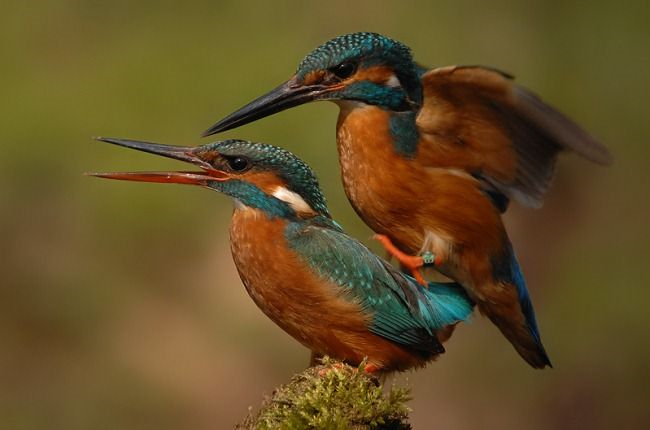 Производная природы